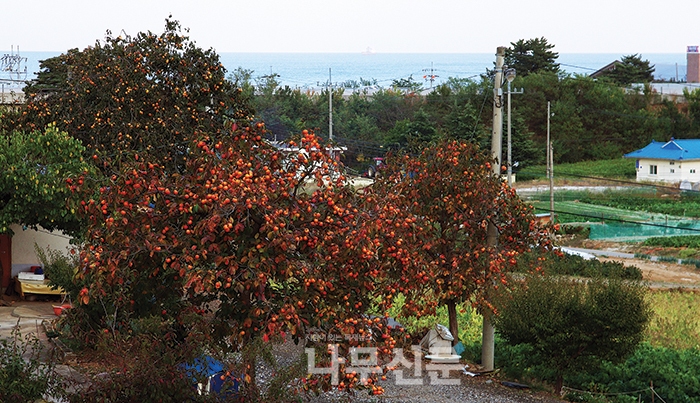 고개 넘어 옥계시장 가는 길 