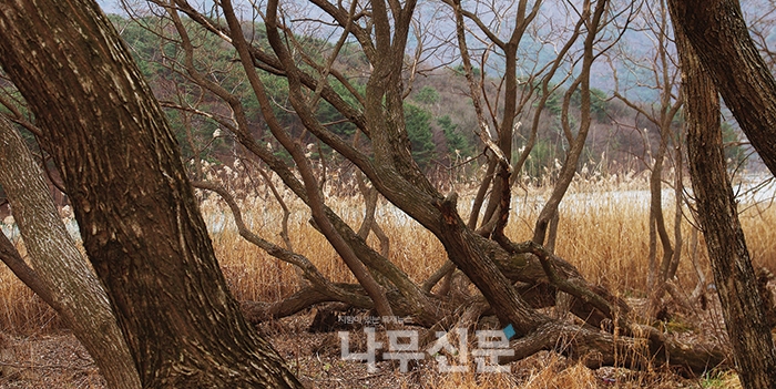 숲에서 물을 보다 