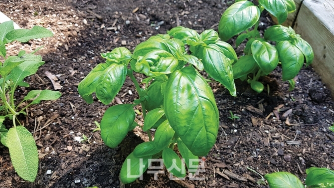 허브의 여인 바질(Basil)을 보며