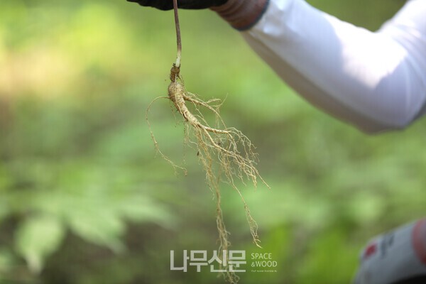 국립산림과학원, 산양삼·산돌배 특허기술 이전...그린바이오 사업화 시... - 뉴스 썸네일 이미지